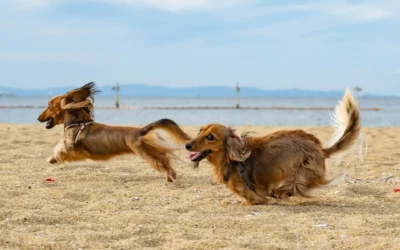 Optimiser le soin du pelage de votre chien au quotidien