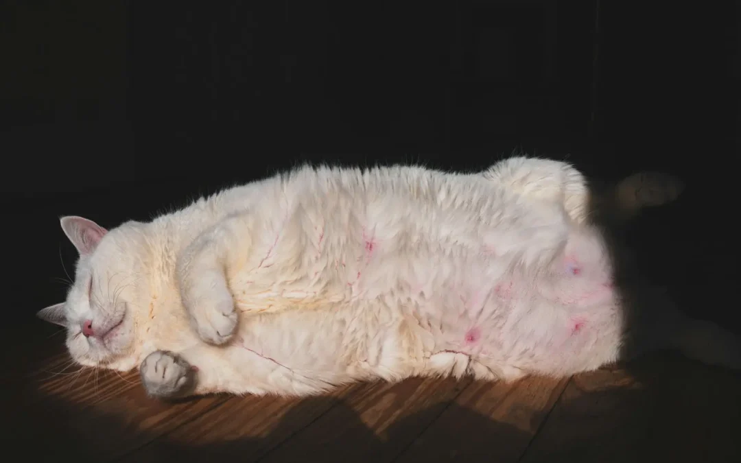 alimentation chats stérilisés