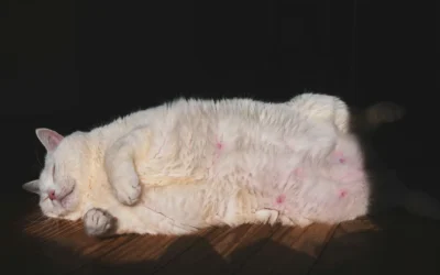 Bien choisir l’alimentation de votre chat stérilisé