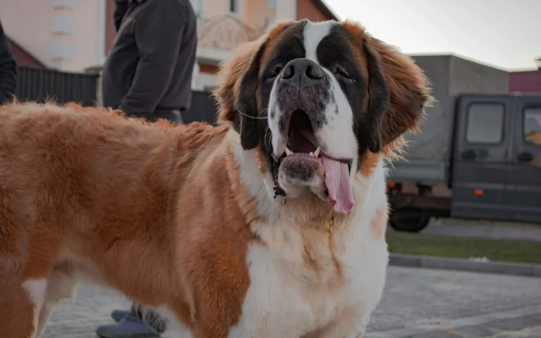 Alimentation du chien géant : nourrir les races géantes