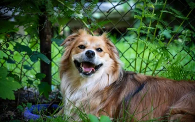 Alimentation du chien et peau : conseils pour le pelage