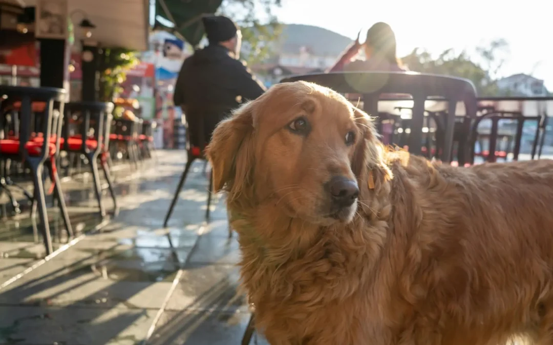 Identifier chaque allergie du chien et ses symptômes