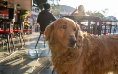 Identifier chaque allergie du chien et ses symptômes