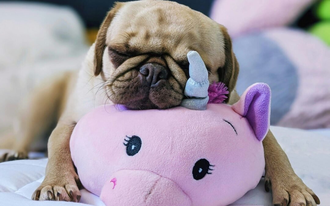 nourriture chien diabétique