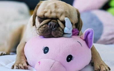 Choisir la meilleure nourriture pour chien diabétique