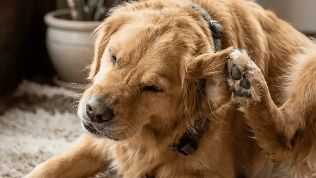 chien gratte oreille otite allergie