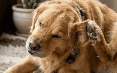 Chien qui se gratte les oreilles : otite, parasite ou allergie ? Guide de diagnostic