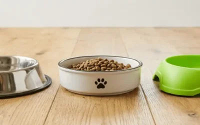 Gamelle chien : inox, céramique ou plastique ? Laquelle choisir pour la santé de votre animal