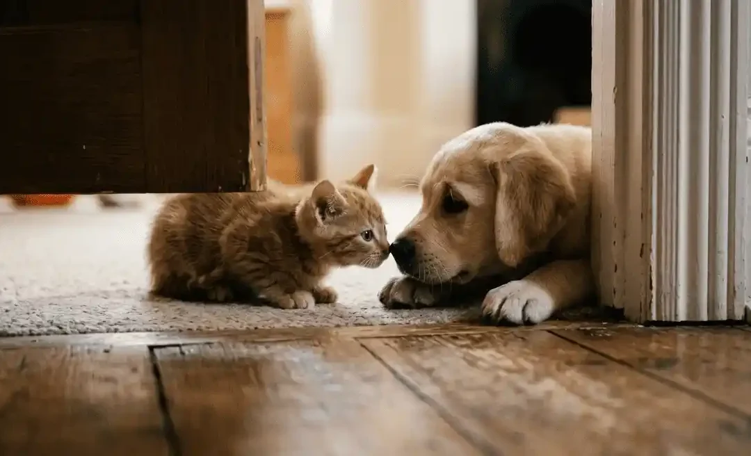 chien chaton cohabitation introduction