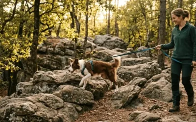 Forêt de Fontainebleau et animaux : balades, règles et alimentation à prévoir pour votre chien